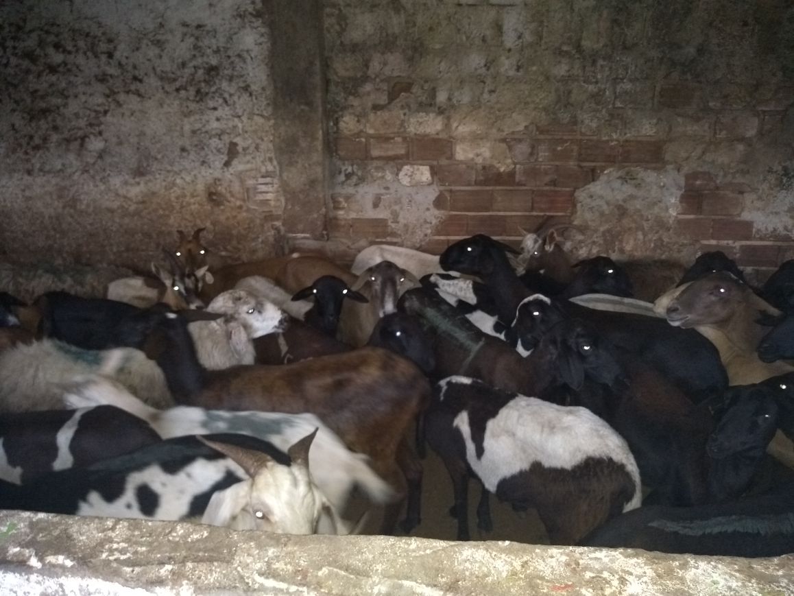apos-denuncia-policia-ambiental-desativa-matadouro-clandestino-em-jp