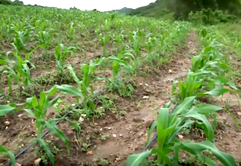 apos-chuvas-produtores-se-animam-com-promessa-de-fartura-na-safra
