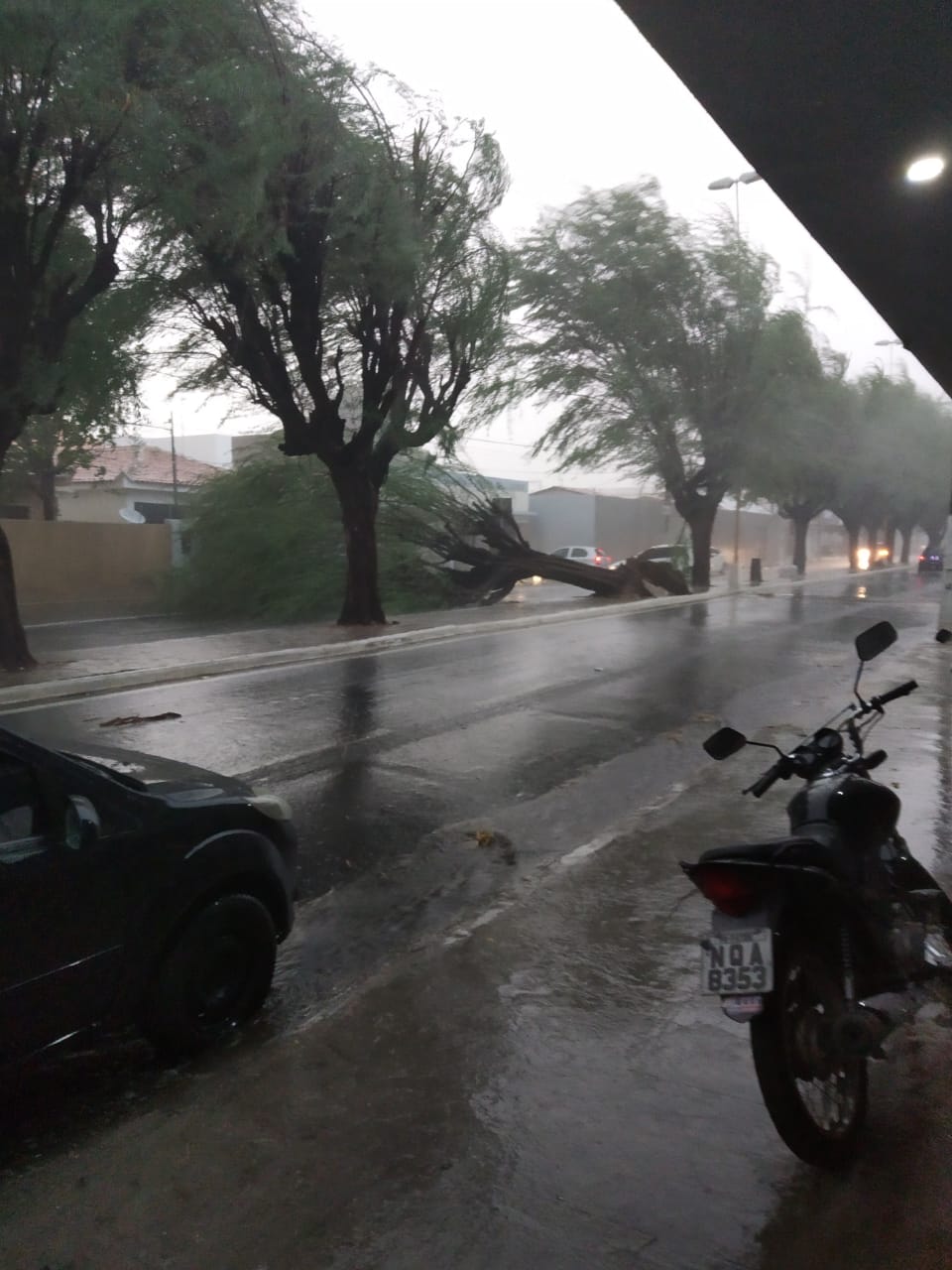 Patos