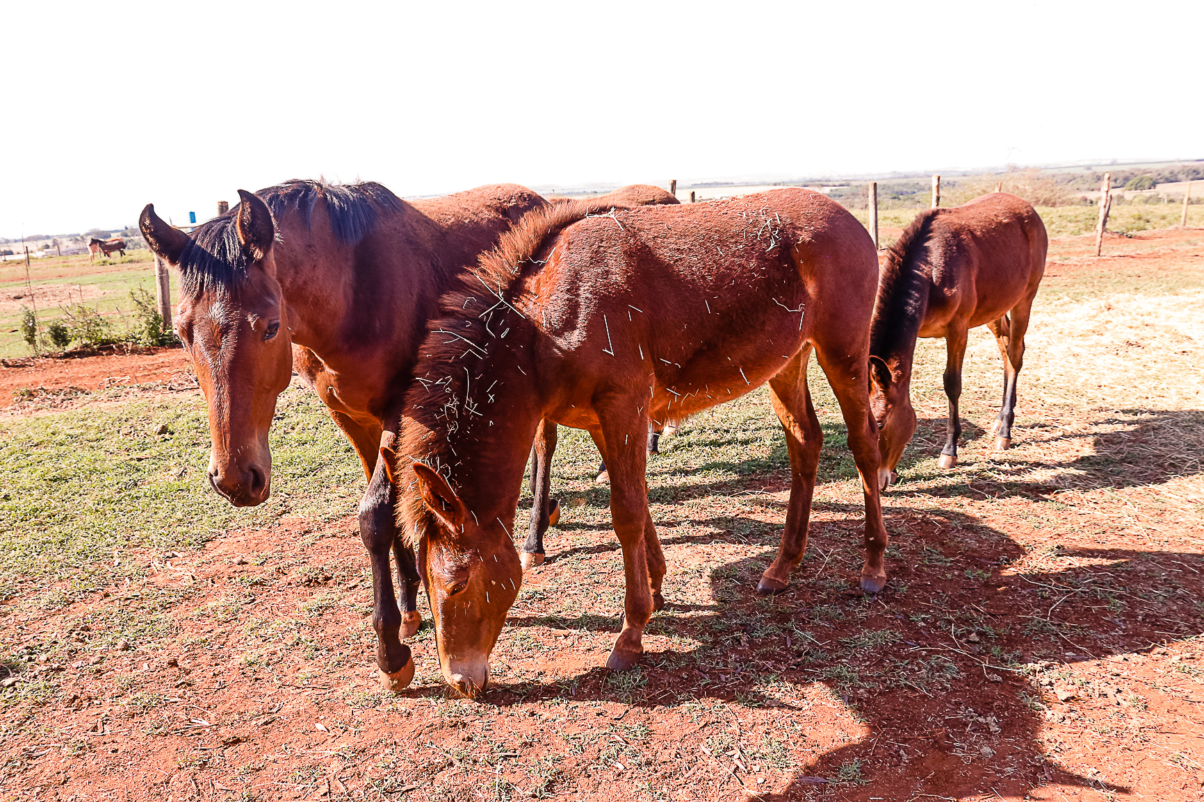 cavalo