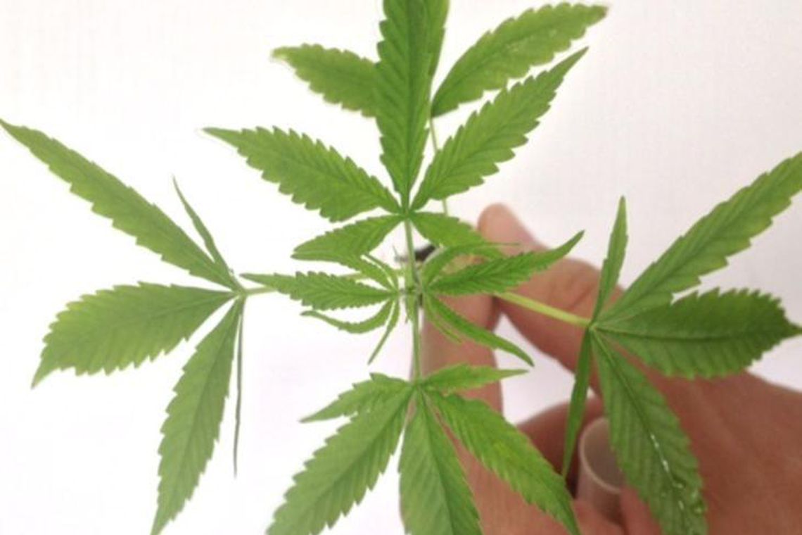 Cannabis