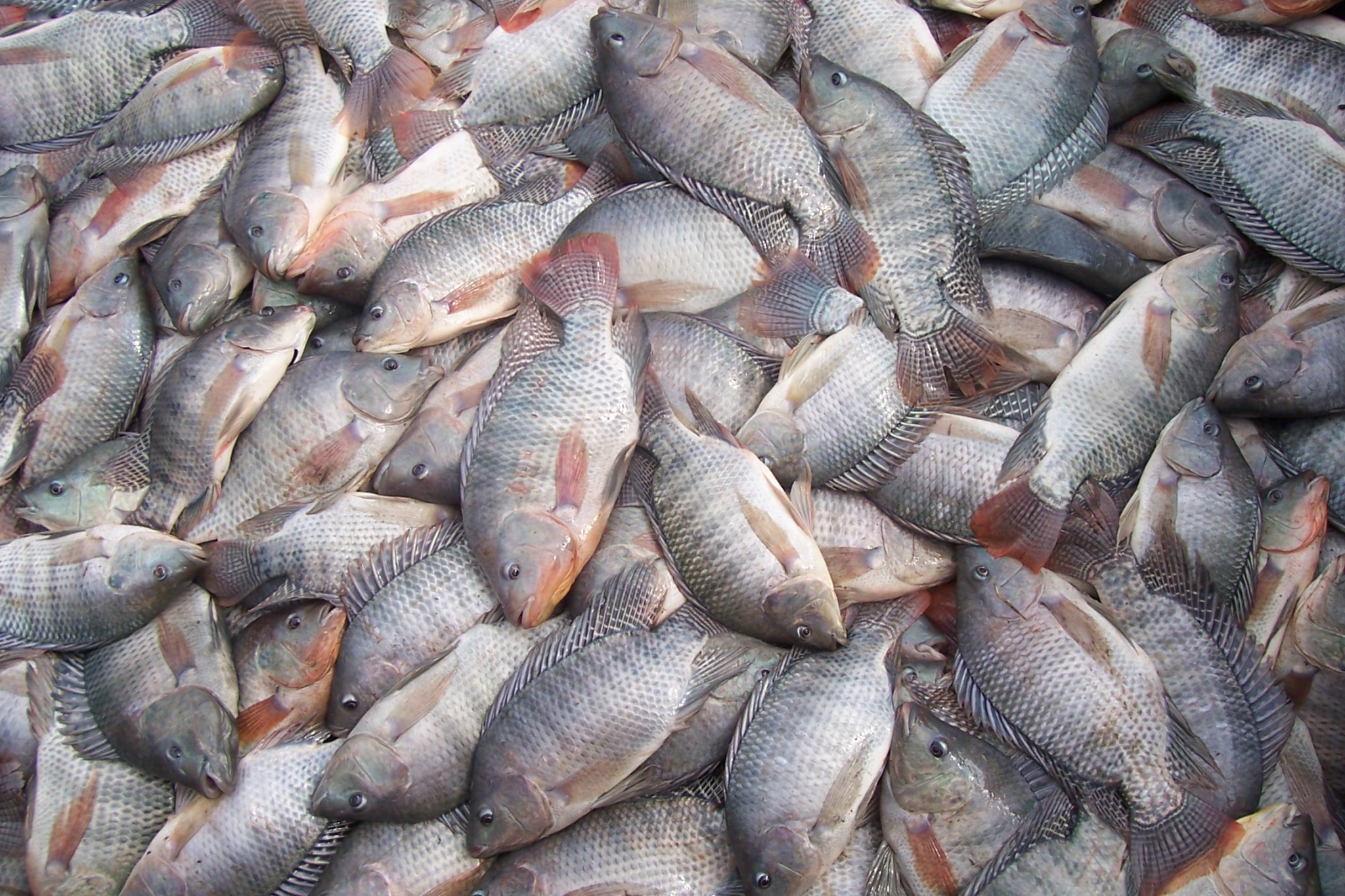 Peixe