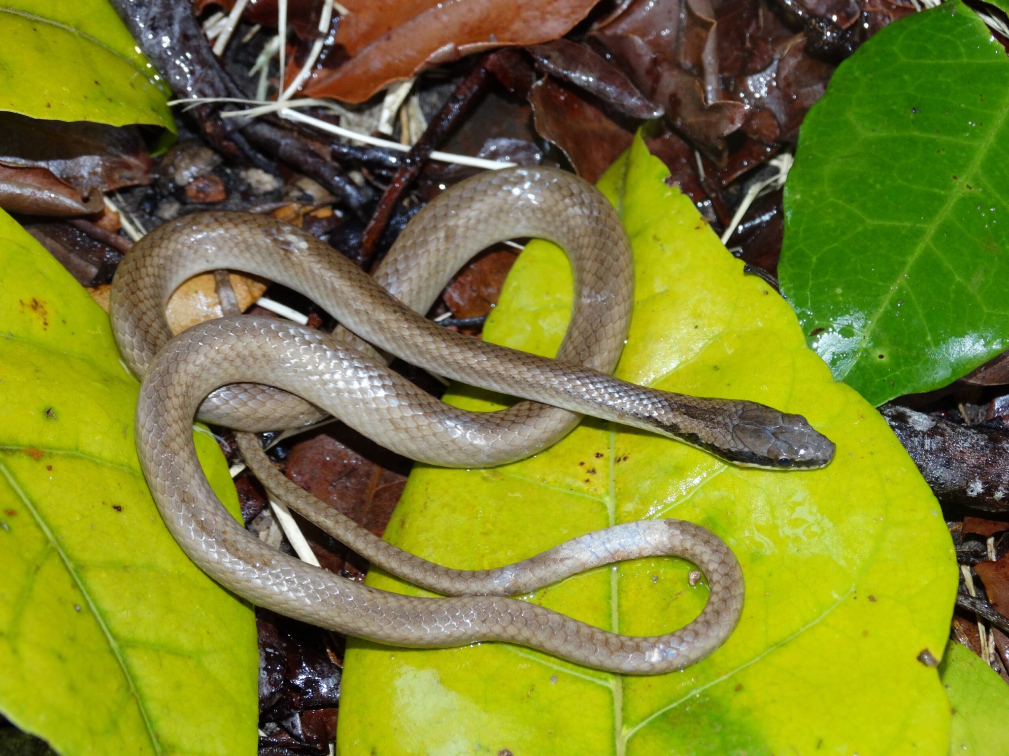 Serpente
