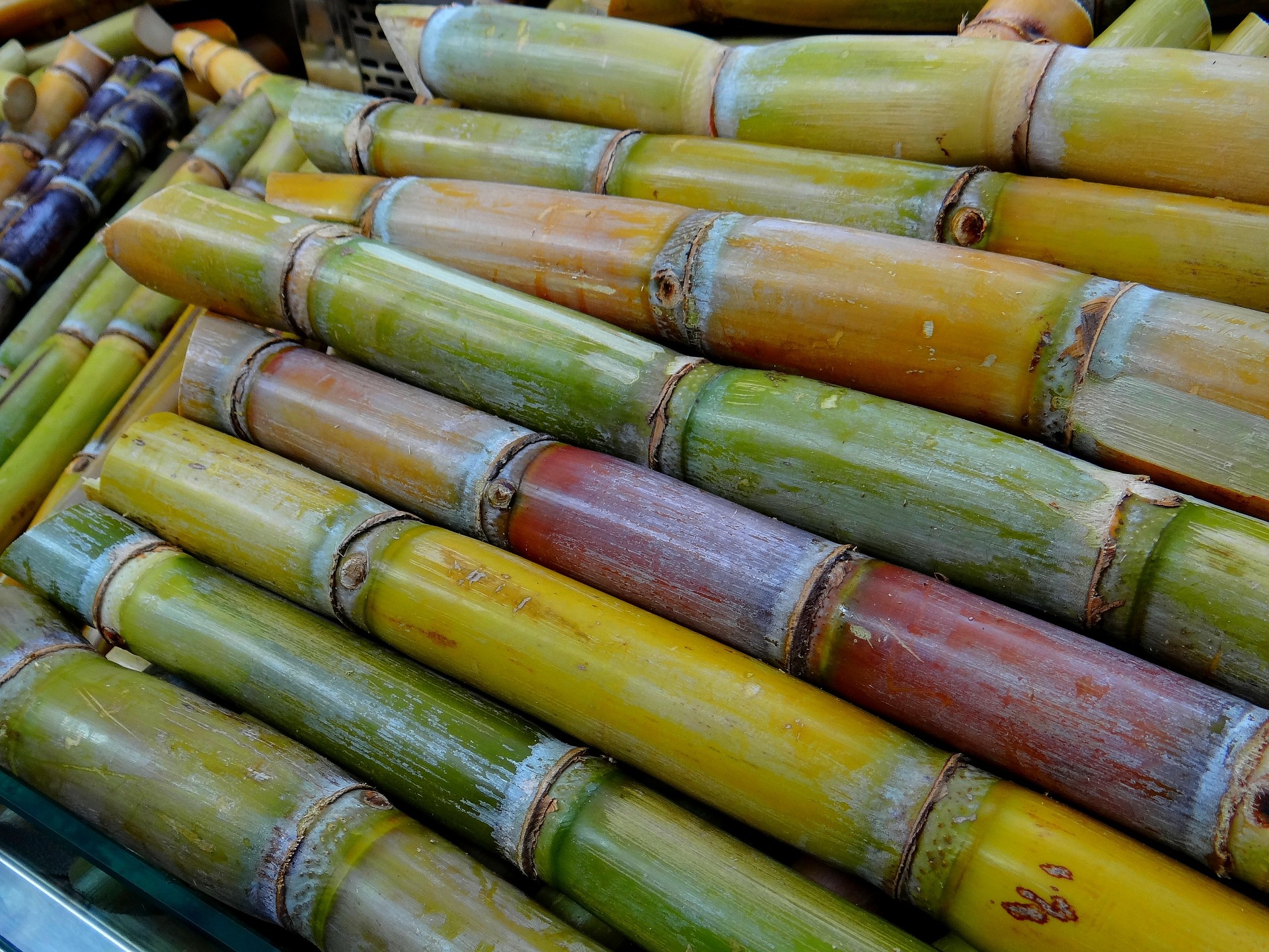 Cana-de-açúcar