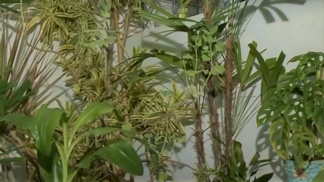 Plantas em casa