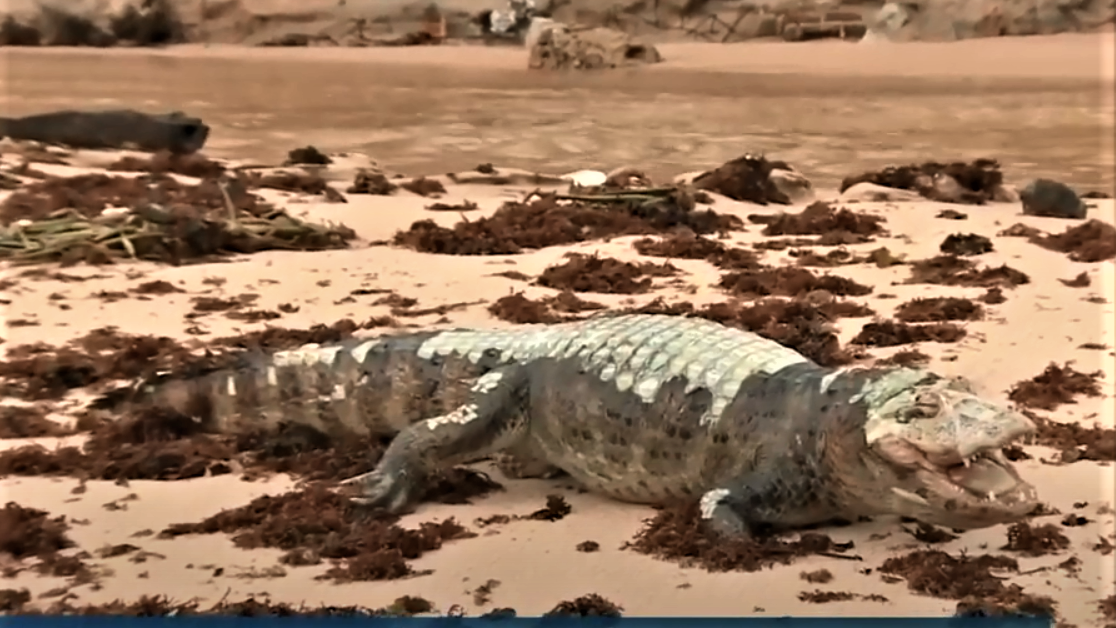 Jacaré morto praia da penha