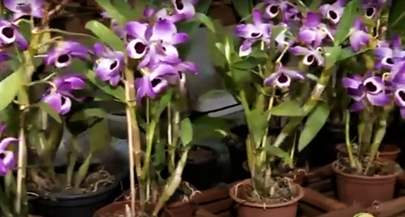 Orquídeas