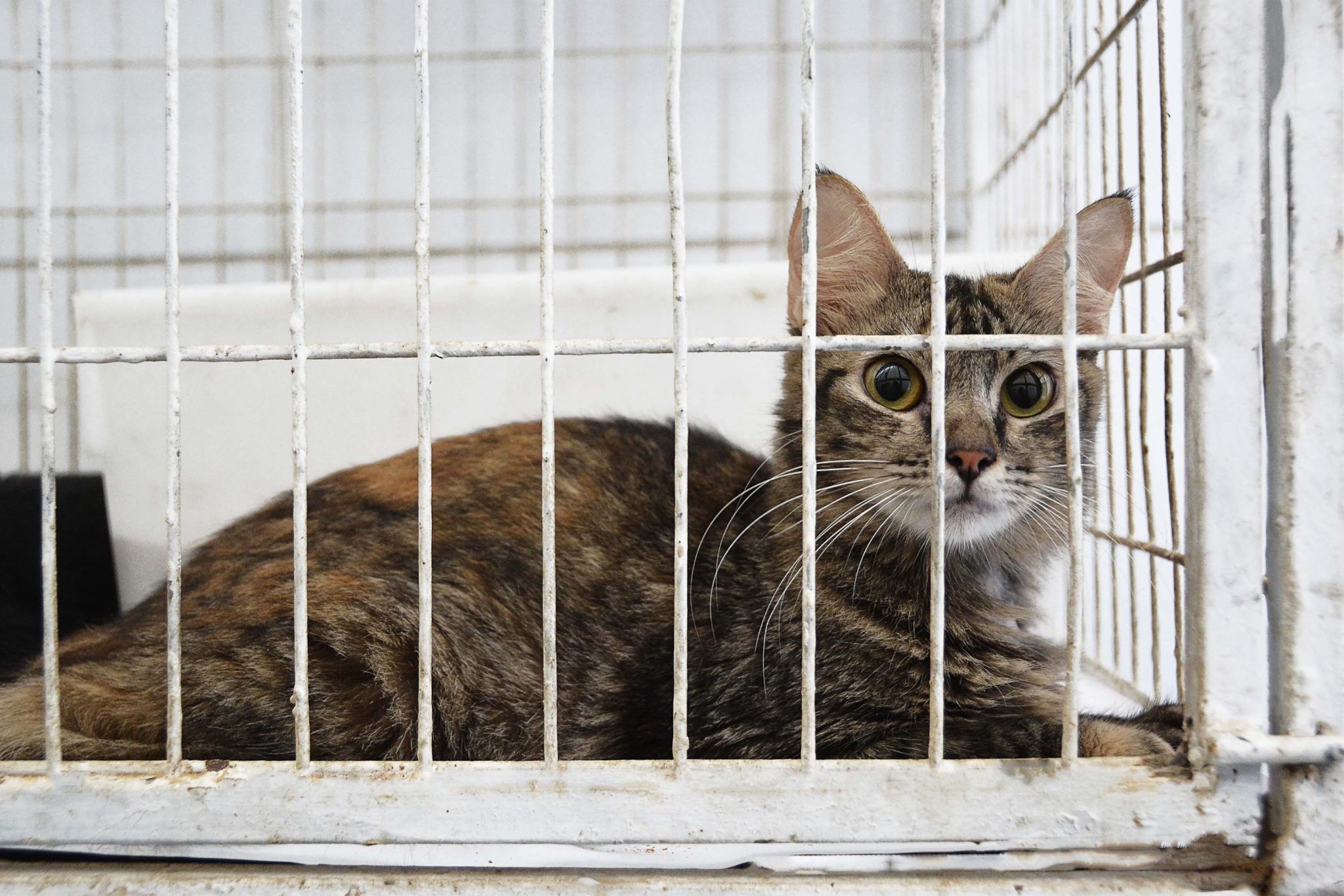 Gato, Pet, Animal