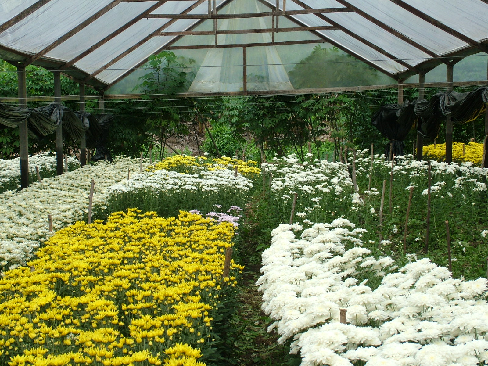 Cultivo de flores Pilões