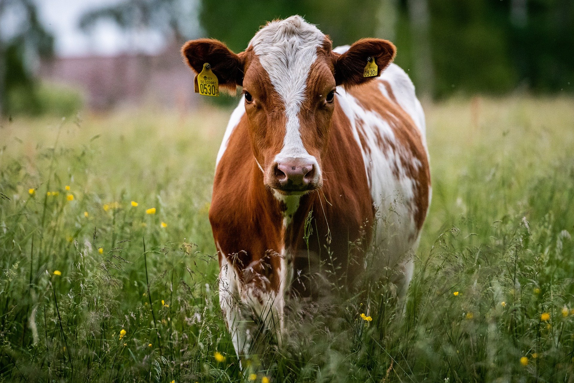 Gado, Vaca, Boi, Febre aftosa