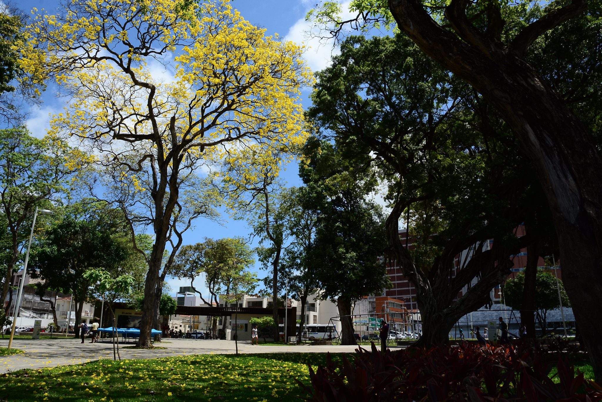 Parque Solon de Lucena