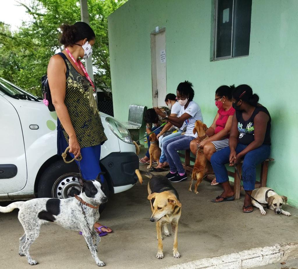 Cães e gatos