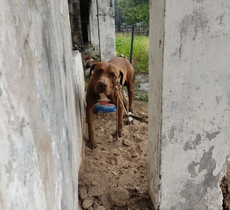 Ataque de pitbull