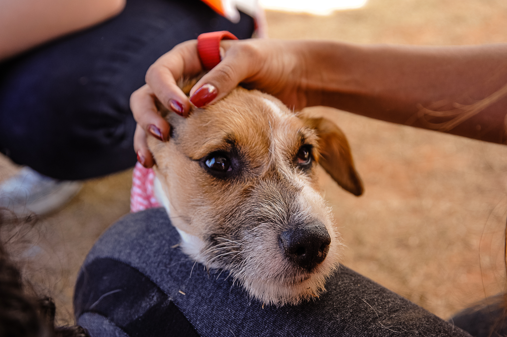 Adoção de cães