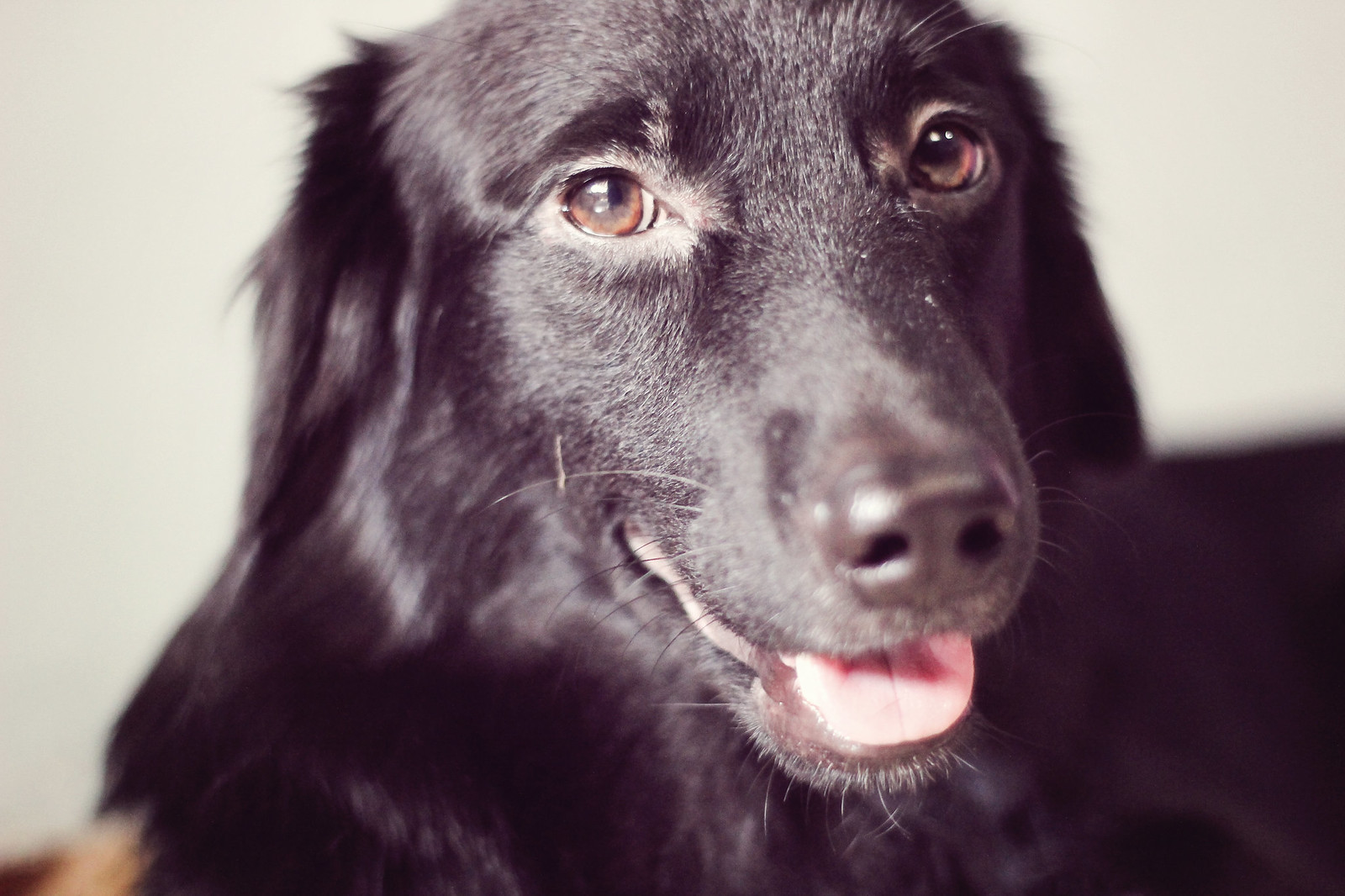 Cães