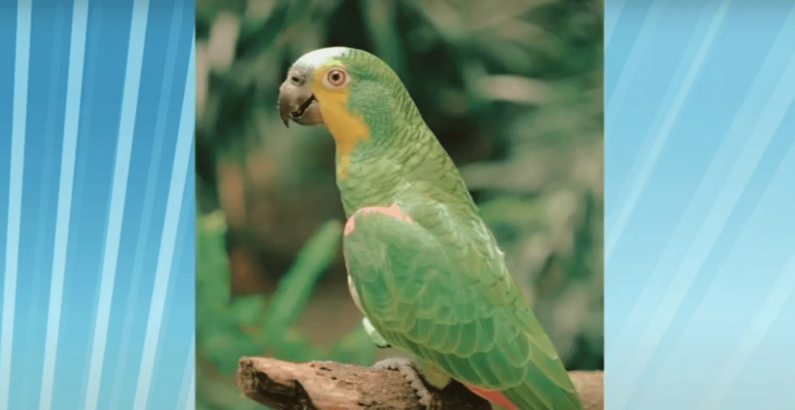 Aves Bica