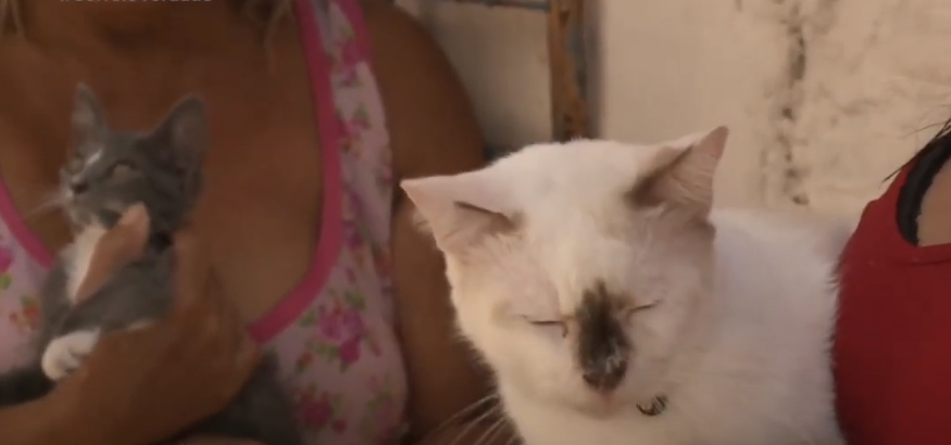 Gatos envenenados