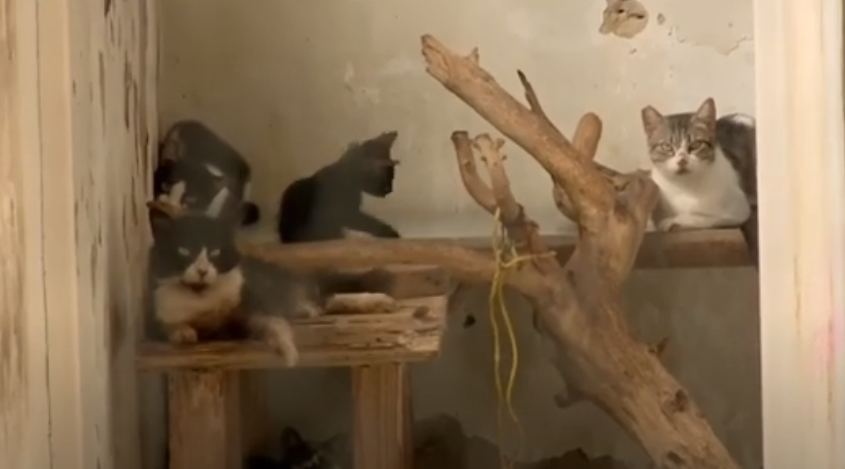 Gatos abandonados Tambaú