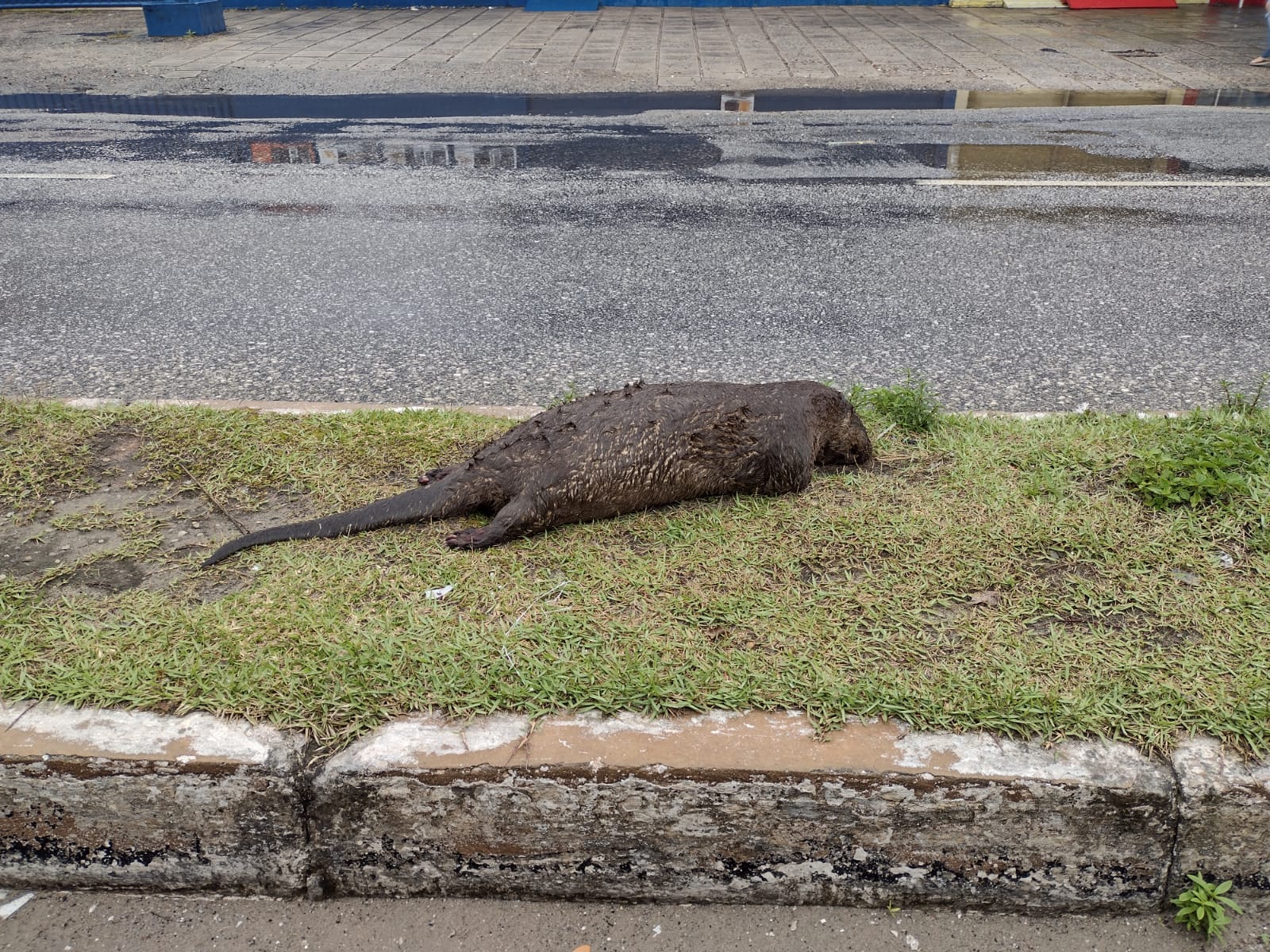 Lontra