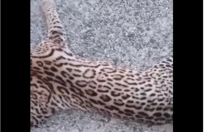 Gato-maracajá atropelado na Serra de Santa Luzia, no Sertão da Paraíba