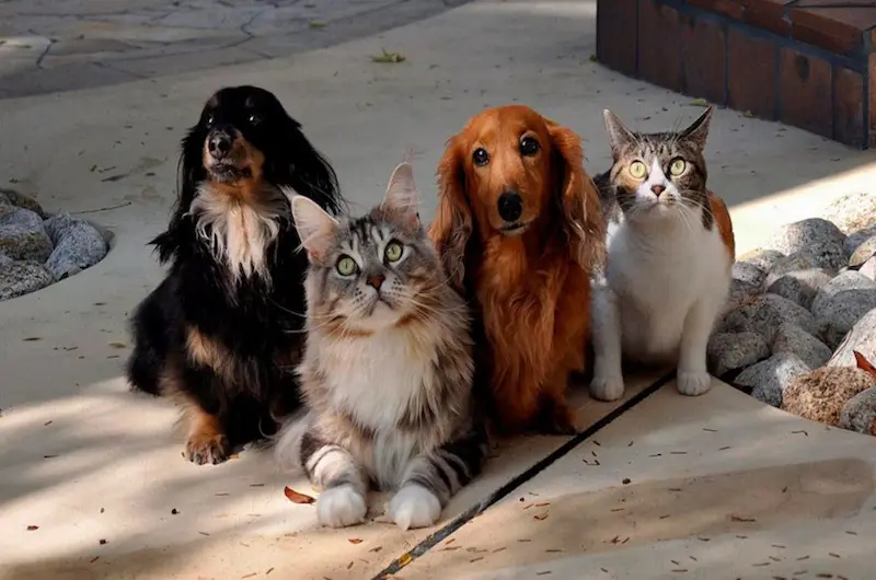 Animais