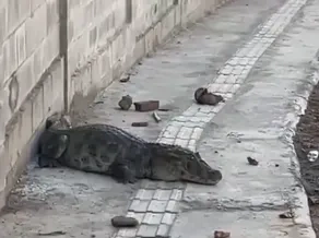 Jacaré é resgatado em calçada no bairro José Américo, em João Pessoa