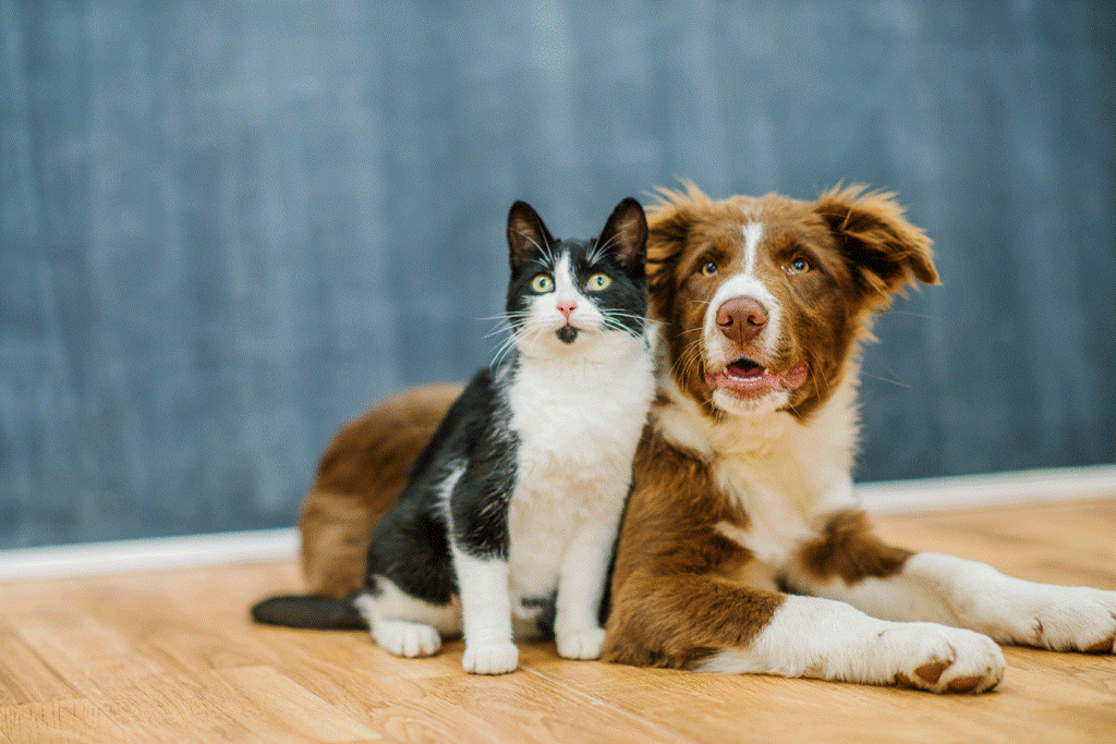 Castramóvel chega ao José Américo, nesta segunda-feira, com 90 vagas para castração de cães e gatos