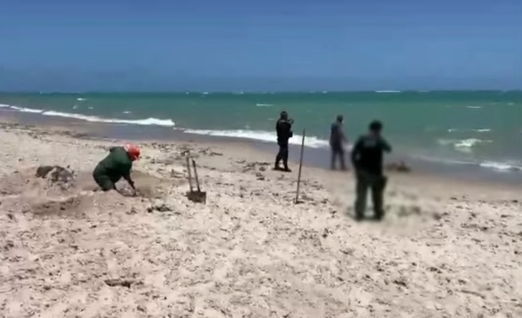 Golfinho é encontrado morto em praia da Grande João Pessoa; animal estava ferido