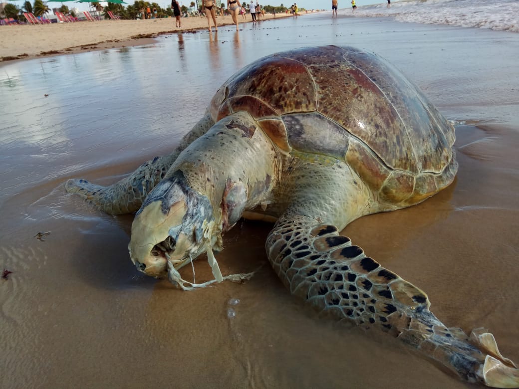 Tartaruga marinha é encontrada morta em praia de João Pessoa - Portal