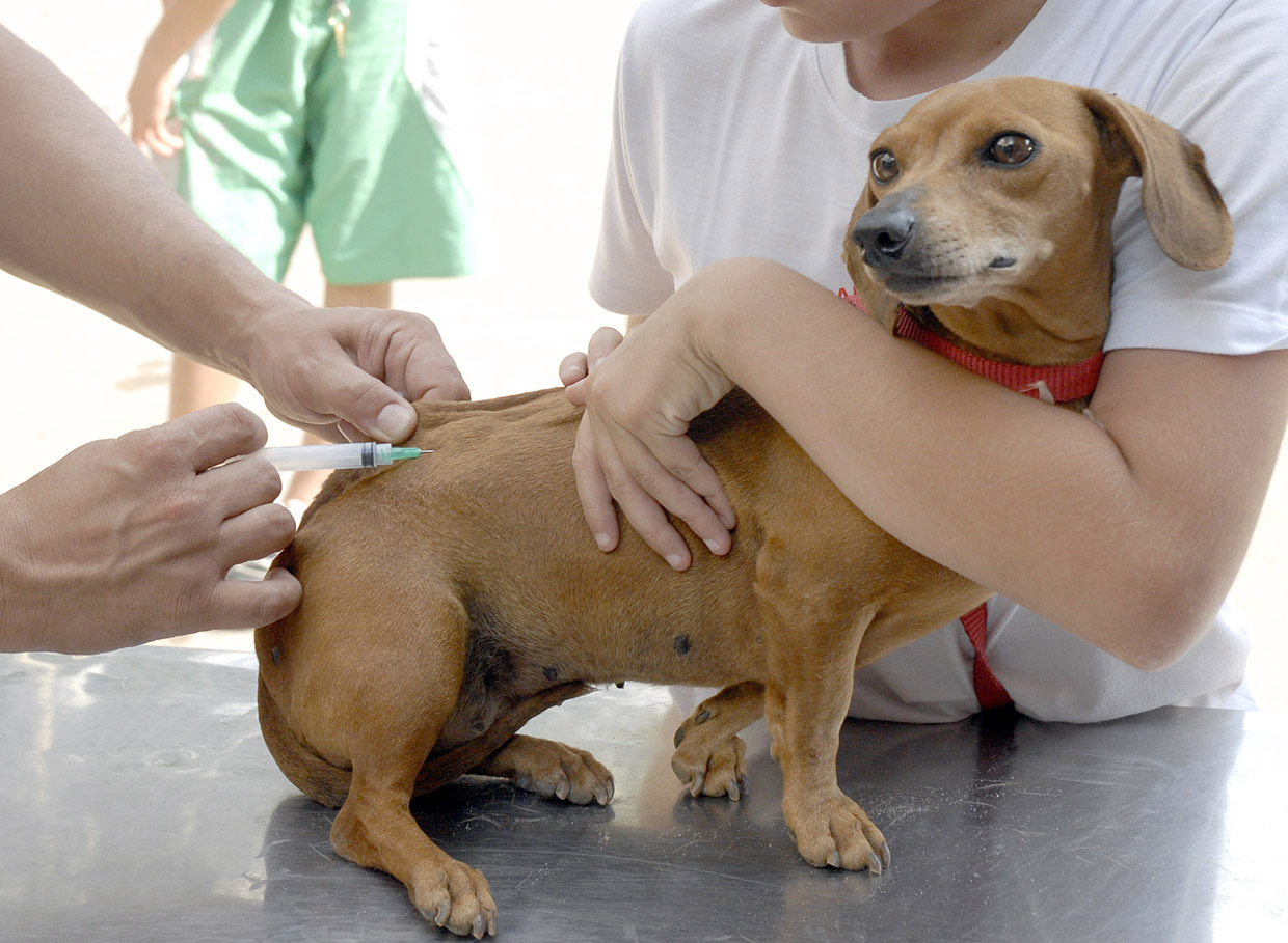 Resultado de imagem para vacina animais