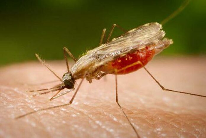 mosquito transmissor da malária