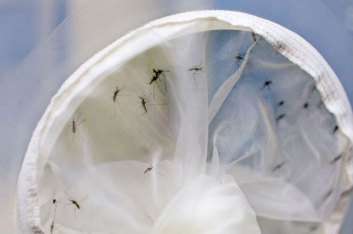Aedes